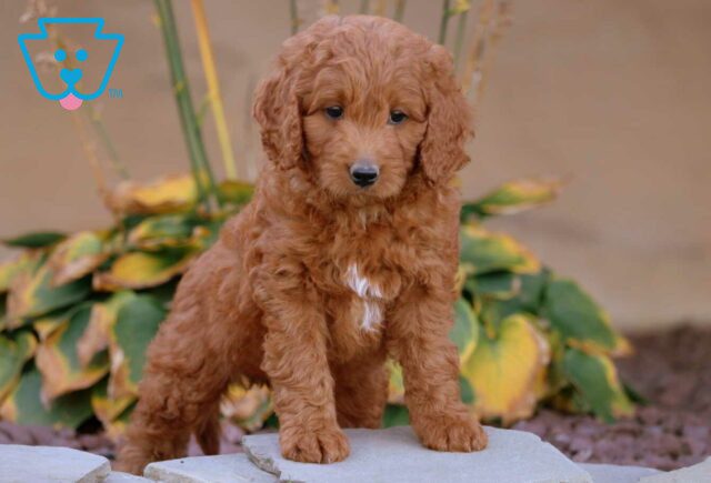 Apple Mini Goldendoodle image