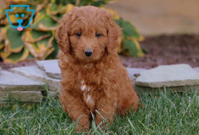 Apple Mini Goldendoodle2 image