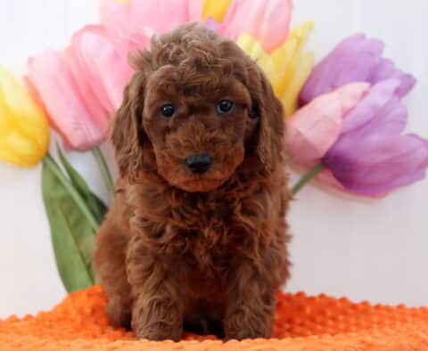 Arnie Mini Poodle