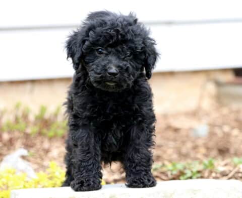Arnie Mini Poodle