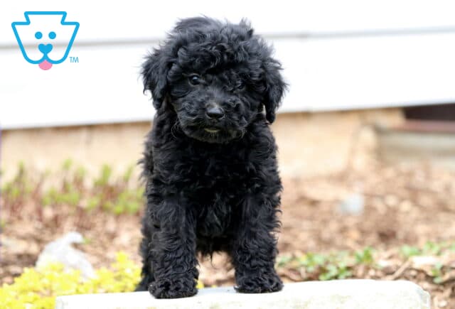 Arnie Mini Poodle image
