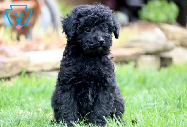 Arnie Mini Poodle2 image
