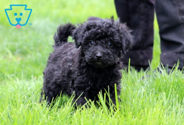 Arnie Mini Poodle3 image