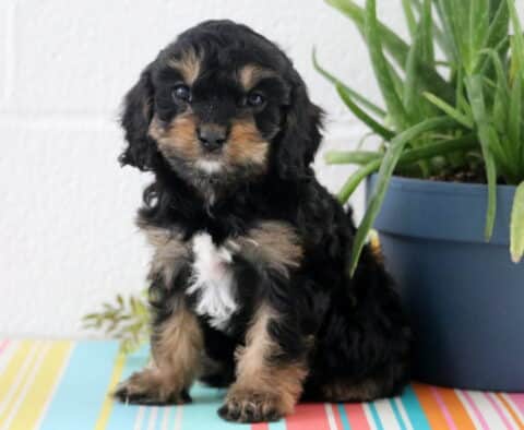 Ash Cavapoo2