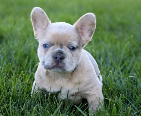 Ash French Bulldog