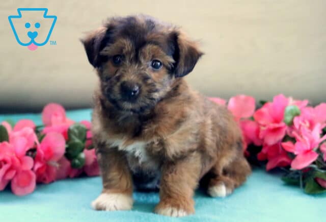 Ash Jackapoo image