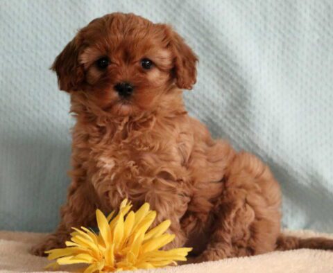 Ashley Cavapoo