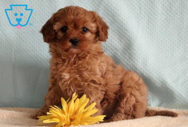 Ashley Cavapoo image