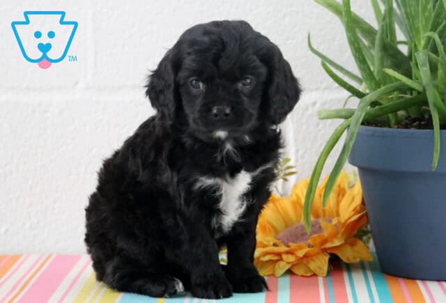 Astro Cavapoo image