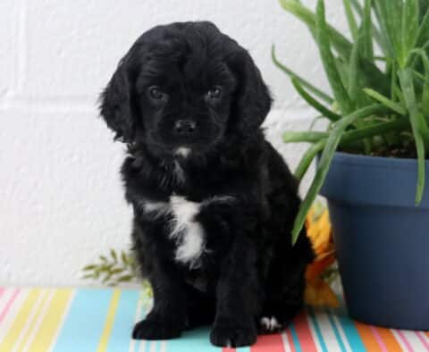 Astro Cavapoo2