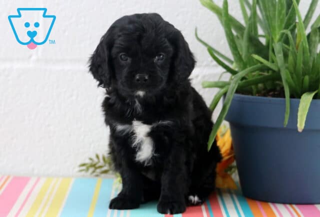 Astro Cavapoo2 image