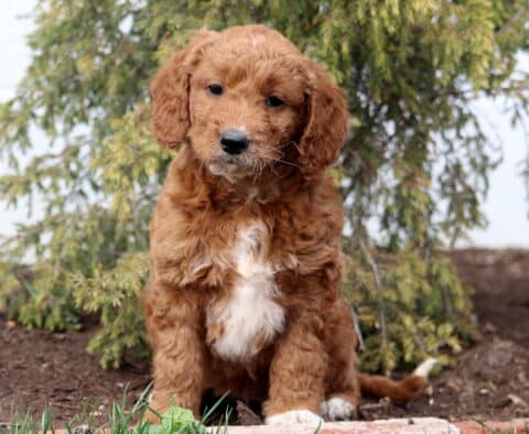 Audrey Goldendoodle