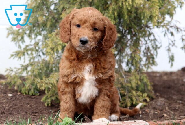 Audrey Goldendoodle image