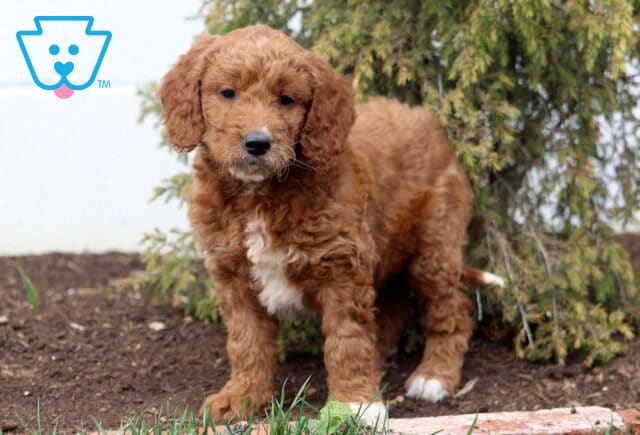 Audrey Goldendoodle2 image