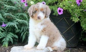 Aussiedoodle puppies for sale