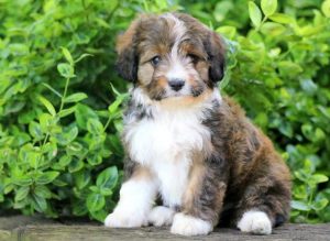 australian shepherd mix puppies for sale