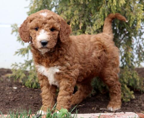 Ava Goldendoodle2