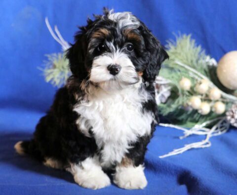 Ava Mini Bernedoodle2
