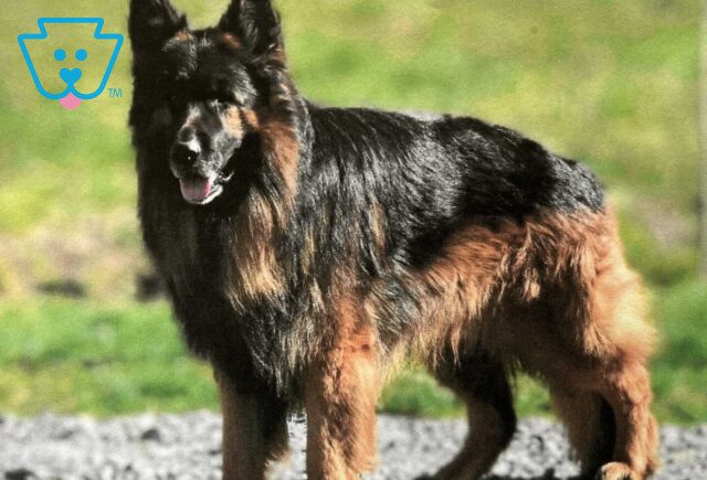 Axel Von MiHeLwestIII German Shepherd Samuel King image