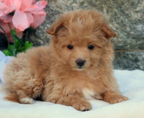Babe Pomapoo2
