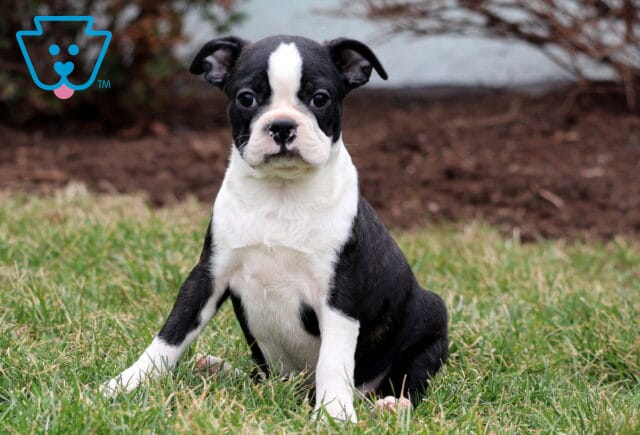 Baby Boston image