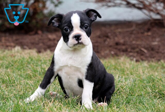 Baby Boston2 image