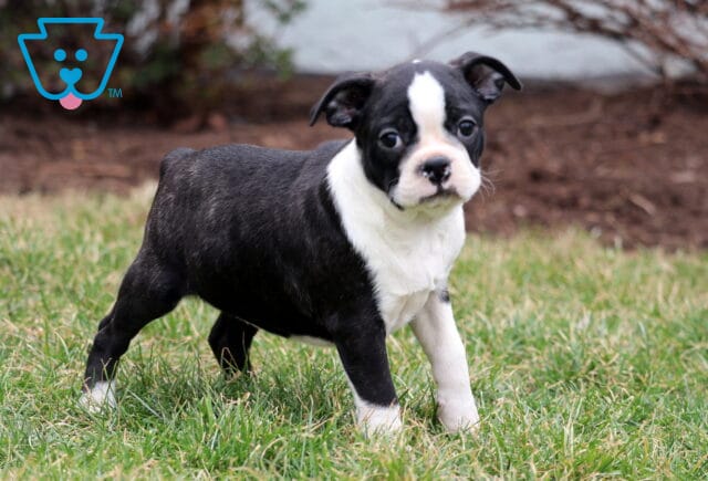 Baby Boston4 image