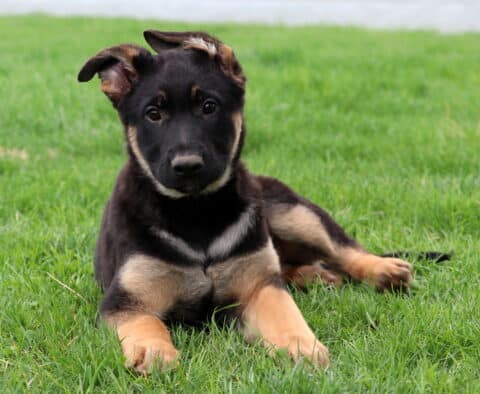 Baby German