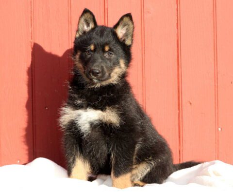 Baby German Mix