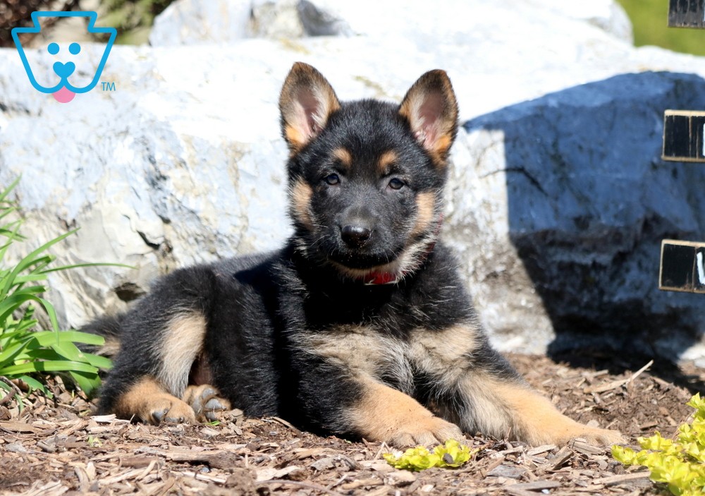 Cute German Shepard puppy in flower bed