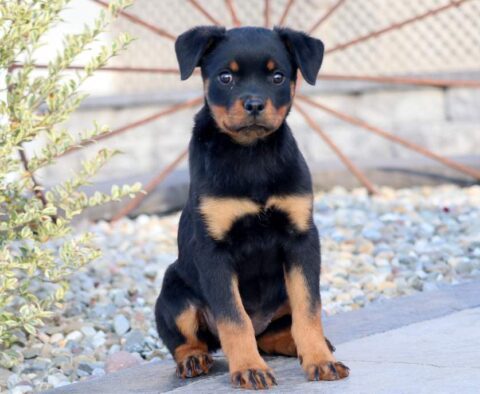 Baby Rottweiler
