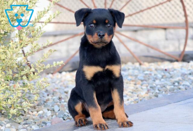 Baby Rottweiler image