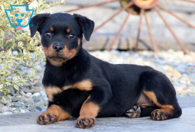Baby Rottweiler2 image