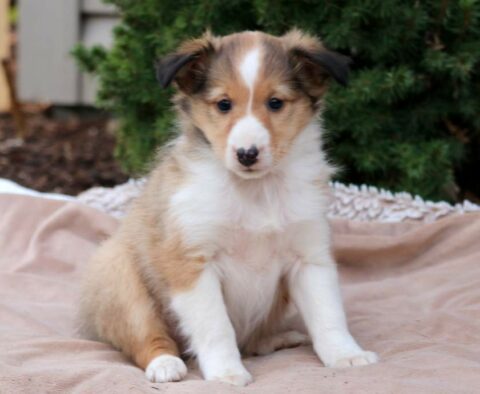 Baby Sheltie