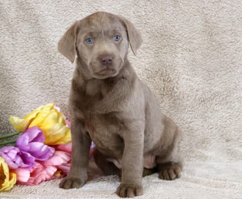 Baby Silver Lab