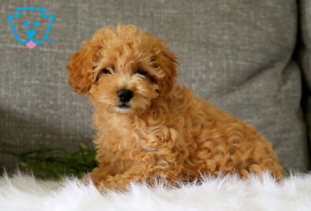 Babycakes Cavapoo 1-001