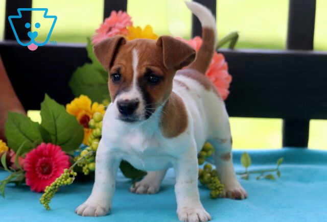 Babycakes Jack Russell 1-001