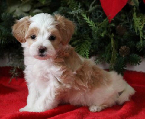 Babycakes Maltipoo