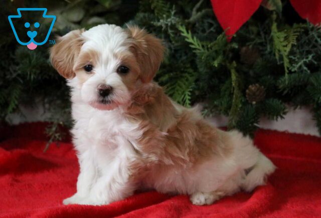 Babycakes Maltipoo image