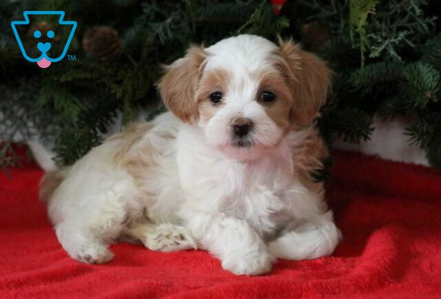 Babycakes Maltipoo2 image