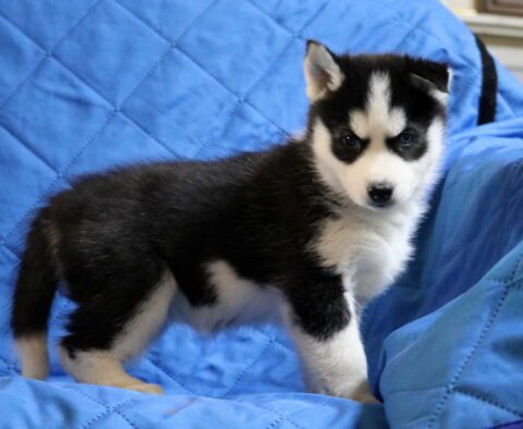 Babycakes Pomsky