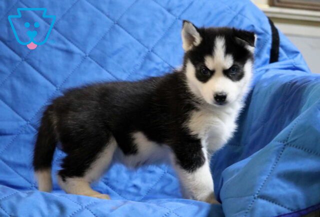 Babycakes Pomsky image