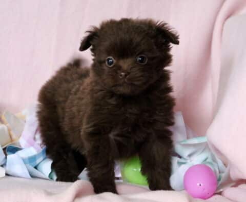 Babydoll Pomapoo