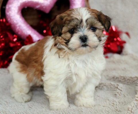 Bailey Havashu2