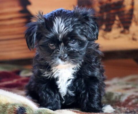 Bailey Yorkie Mix