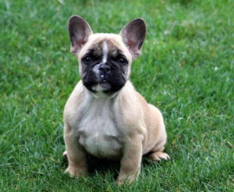 Bambi Frenchie