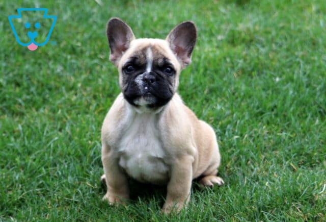 Bambi Frenchie image