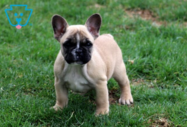 Bambi Frenchie2 image