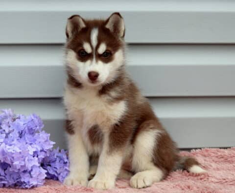 Bambi Husky