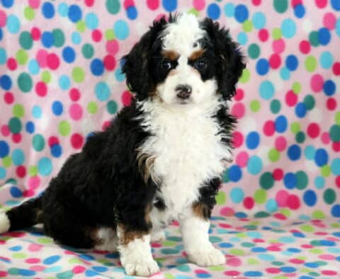 Bambi Mini Bernedoodle